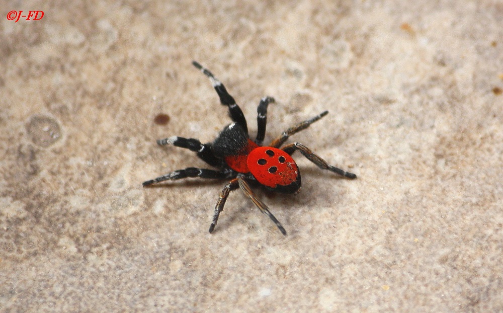 Eresus sp. . Bari